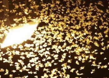 Con thiêu thân là gì?