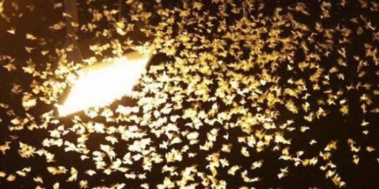 Con thiêu thân là gì?