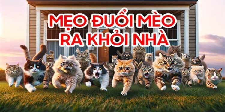 Một vài lưu ý khi phòng tránh mèo vào nhà