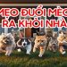 Một vài lưu ý khi phòng tránh mèo vào nhà