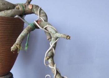 Dây dép là dụng cụ được sử dụng nhiều để uốn chậu cảnh