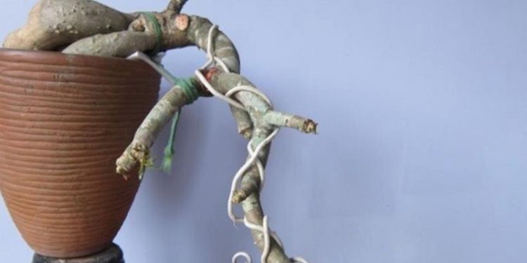 Dây dép là dụng cụ được sử dụng nhiều để uốn chậu cảnh